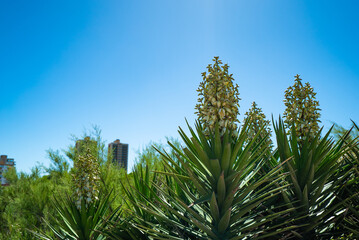 A tree with green leaves and a building in the background