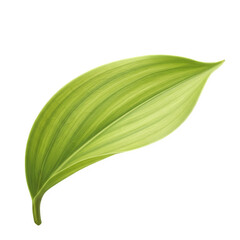 Fototapeta premium A single green leaf on a black background