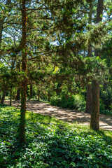 A forest with a dirt road in the middle