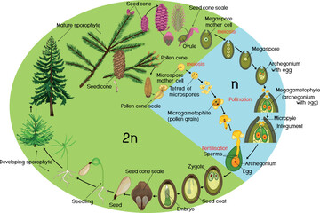 Life Cycle of Spruce Tree: reproduction of gymnosperms with titles
