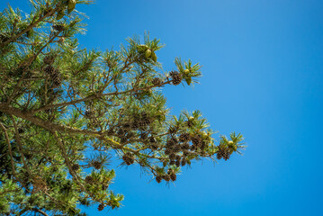 A tree with green leaves and a blue sky in the background