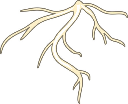 Root isolated on white background