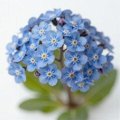 Obraz premium Close-up of a delicate light-blue forget-me-not cluster centered on a white background
