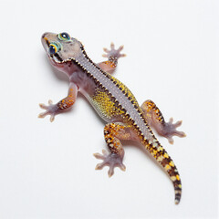 Obraz premium Juvenile gecko with translucent skin and bright eyes on a white background