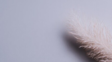 Obraz premium 柔らかい白い羽が滑らかな表面に置かれています