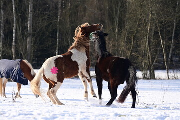 Geschecktes Pferd spielt temperamentvoll mit Rappen auf der schneebedeckten Koppel