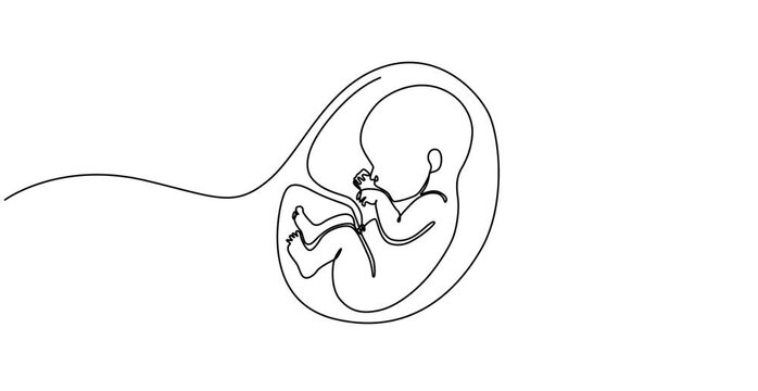 Baby embryo in womb one line drawing. Cute unborn fetus baby on mother womb isolated on white background, Baby embryo in womb in one continuous line drawing. Healthy pregnancy and premature symbol. 
