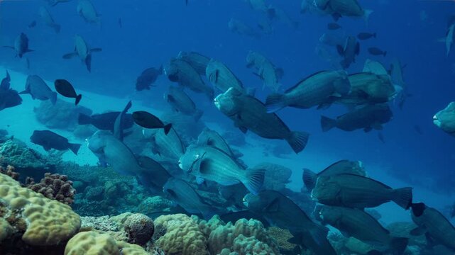 Telephoto underwater shot of a large school of Bumphead Parrotfish as they aggregate and swim over a coral reef