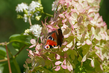 European peacock butterfly (Aglais io) sitting on a pink flower in Zurich, Switzerland