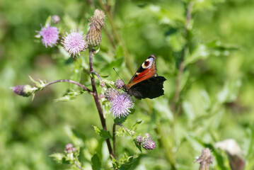 European peacock butterfly (Aglais io) sitting on pink flower in Zurich, Switzerland