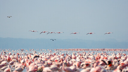 Lesser Pink Flamingoes & Great Flamingoes at Lake Nakuru, Kenya
