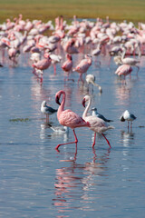 Lesser Pink Flamingoes & Great Flamingoes at Lake Nakuru, Kenya