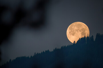 the january super moon is setting over the mountains with tree silhouettes at morning