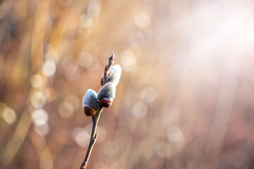 Fluffy willow bud on branch with blurred background and bokeh in warm spring light