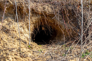 Animal burrow in sandy soil among dry grass, entrance to underground shelter in natural environment
