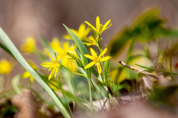 Yellow spring gagea flowers among green grass and fallen leaves, small primroses on ground