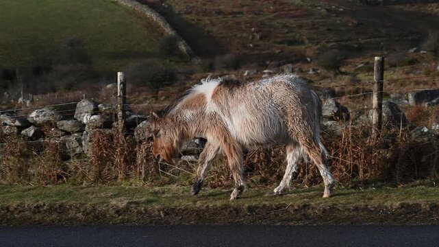 Fluffy cute Dartmoor pony on side of road