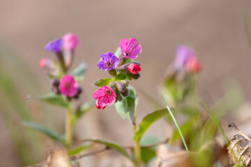 Bright pink and purple lungwort spring flowers on blurred background, small primroses in macro photography