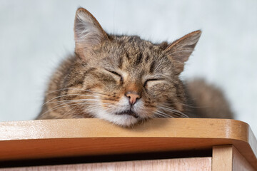 Satisfied gray tabby cat with closed eyes smiling while lying on wooden shelf