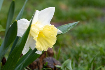 White and yellow daffodil with rain drops on petals blooming in garden on green background close-up
