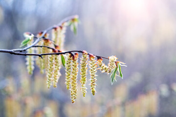 Tree branch with long yellow catkins and green leaves on soft blurred spring background close-up