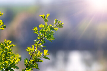 Tree branches with fresh bright green foliage in sunlight with blurred natural background in spring
