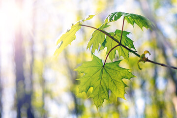 Young bright green maple leaves with sun-illuminated veins on blurred natural background in spring