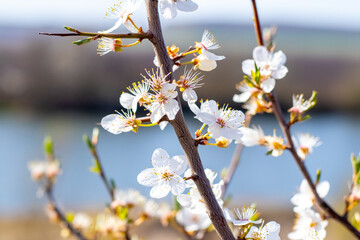 Fruit tree branches with white flowers and yellow stamens on blurred blue water background in spring