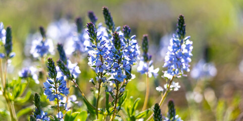 Delicate blue wild flowers on green meadow, spring field flora on blurred natural background