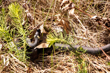 Black grass snake with characteristic yellow spots on its head hiding among dry leaves and green grass in its natural habitat