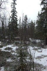 A mountain tundra landscape in Lapland in late spring, with snow still on the ground.