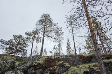 A mountain tundra landscape in Lapland in late spring, with snow still on the ground.