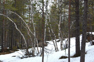 A mountain tundra landscape in Lapland in late spring, with snow still on the ground.