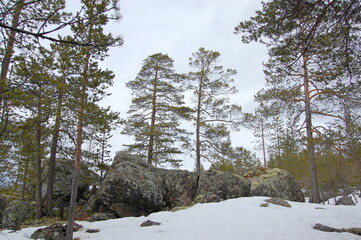 A mountain tundra landscape in Lapland in late spring, with snow still on the ground.