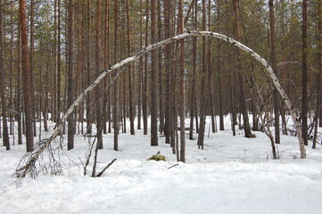 A mountain tundra landscape in Lapland in late spring, with snow still on the ground.