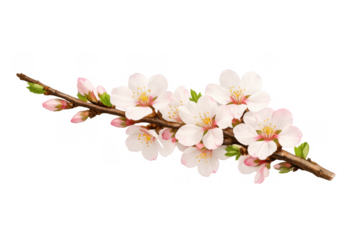 Cherry blossom branch with delicate pink flowers and opening buds signifying springtime and new beginnings