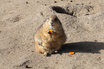 Perrito de las praderas (Cynomys)