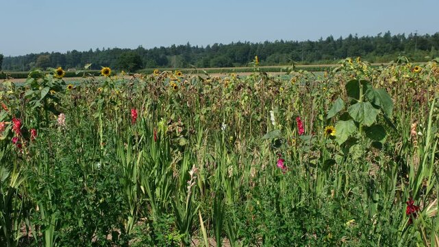 Gemischte Blumen Vielfalt am Feldrand zum selber pfl&uuml;cken in der Schweiz direkt von dem Bauern, Blumenhandel Direktverkauf ohne Zwischenh&auml;ndler