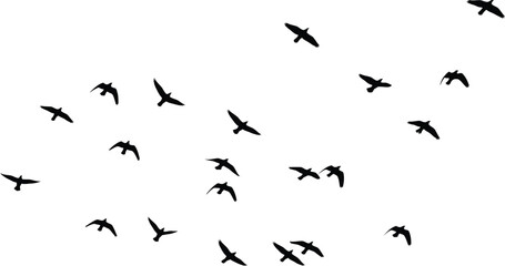 Fototapeta premium Flock of Birds Flying Silhouettes