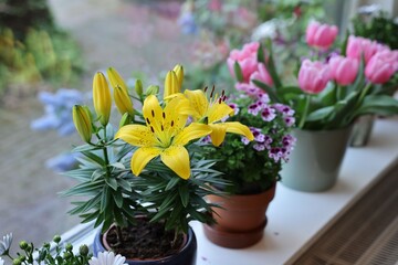 Many beautiful blooming potted plants on windowsill indoors