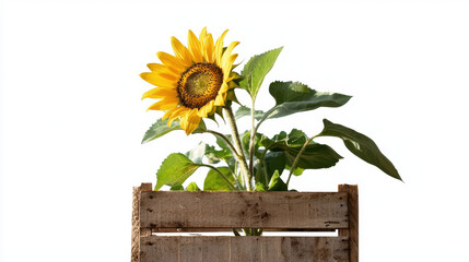 Vibrant sunflower blooms from rustic wooden crate, showcasing its bright yellow petals and lush green leaves, evoking sense of warmth and nature