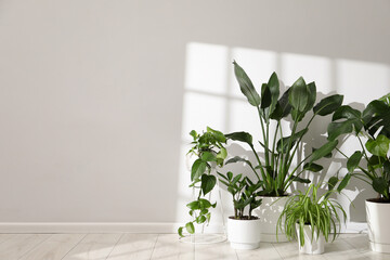 Obraz premium Different beautiful houseplants in pots near white wall. Space for text