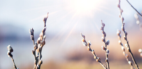 Willow branches with silver fluffy buds on soft blurred background in morning light of early spring