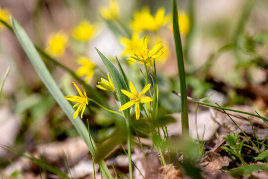 Yellow spring gagea flowers among green grass and fallen leaves, small primroses on ground