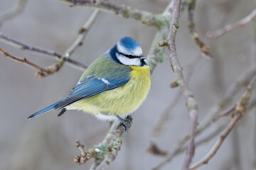 Eurasian blue tit (Cyanistes caeruleus) © dennisjacobsen