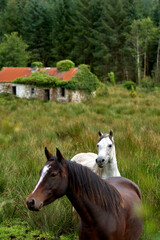White and brown horses beside old ruins farm house
