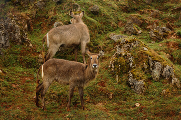 Young Antelopes on a Rocky Slope with Natural Vegetation