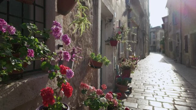 Old house exterior. Romantic street scenery in Porec, Croatia with red and pink geranium flowers. Beautiful plants around a window in backlight and time-worn ancient street stones with a soft shine.