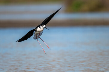 Beautiful landing photo of a black necked stilt in calm waters