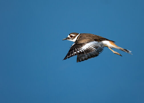 A killdeer bird in flight against a clear sky